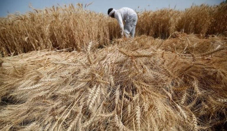 مزارع يحصد القمح في أحد الحقول المصرية