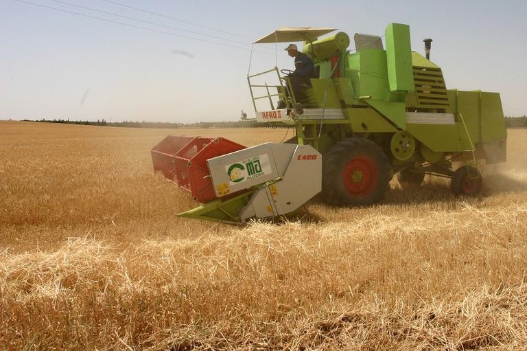 انخفاض حاد في محصول الحبوب الجزائري