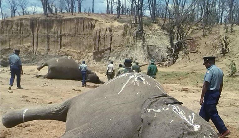 الصيادون قتلوا عشرات الفيلة بالسيانيد