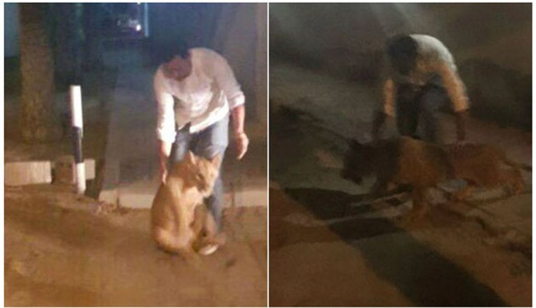 شرطة دبي تسيطر على أسد هارب