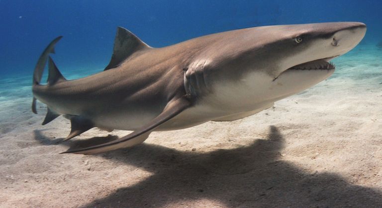 طريقة نوم سمكة القرش ظل أمراً محيراً للعلماء