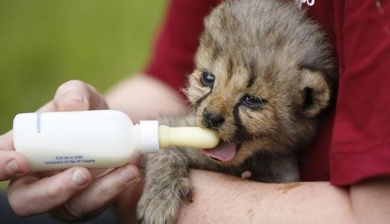 فهد حديث الولادة في حديقة حيوان في ألمانيا (رويترز)