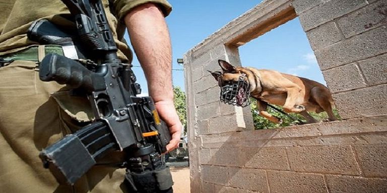 أحد الكلاب التابعة لجنود الاحتلال الإسرائيلي