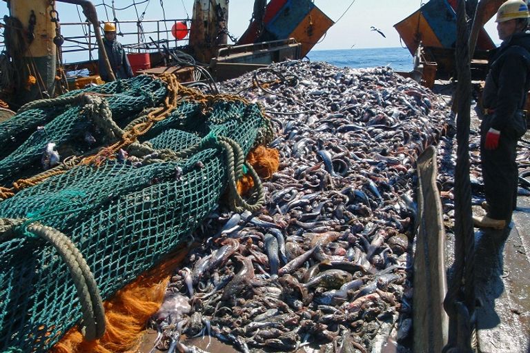 الأمم المتحدة تحذر من الصيد الجائزللأسماك وتنامي معدلات الاستهلاك