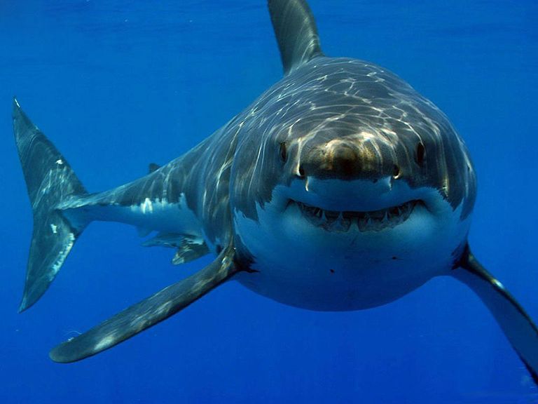 تزايدت هجمات أسماك القرش على الشواطئ المصرية في الفترة الأخيرة