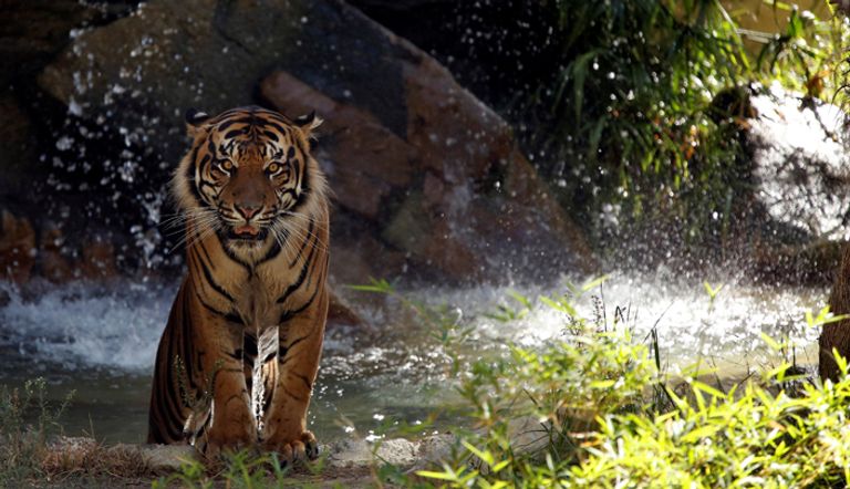 النمر بين 1100 حيوان في حديقة لوس أنجلوس (رويترز)