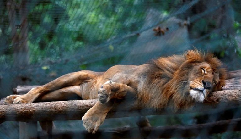 أسد نائم في قفصه في حديقة حيوان كراكاس في فنزويلا