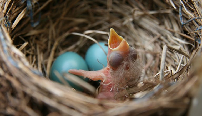 العصافير تهيئ صغارها للجو الحار قبل فقس البيض