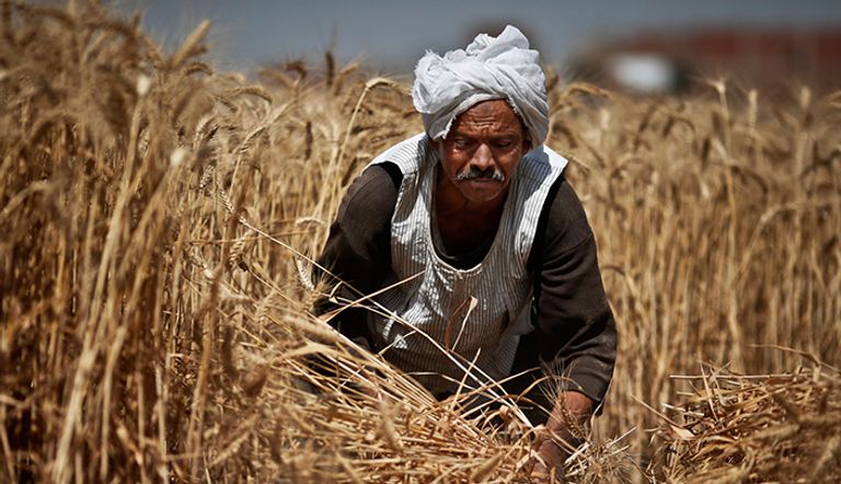 شون لتخزين القمح المحلي في مصر 