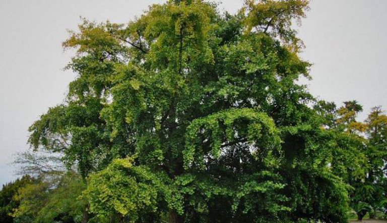 شجرة الجنكيجو بيلوبا