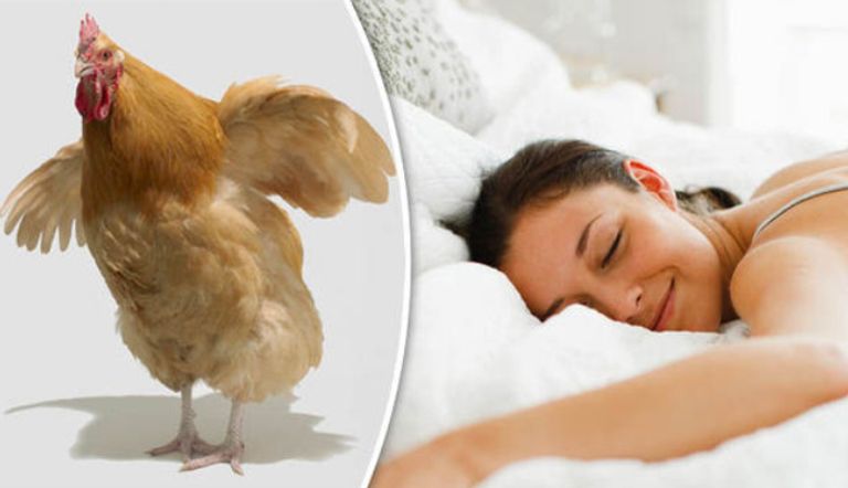دجاجة في غرفة النوم تقي من البعوض