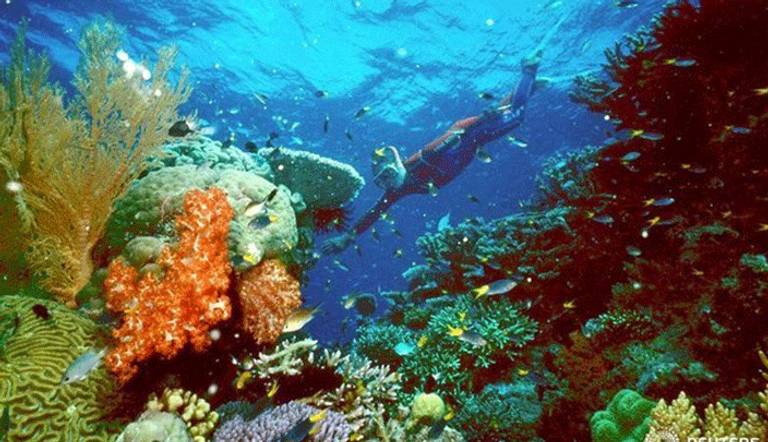 شعاب مرجانية بالحاجز المرجاني العظيم باستراليا