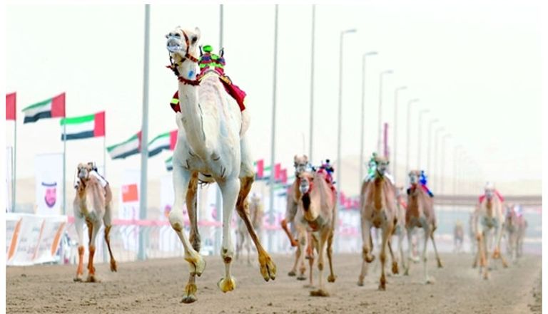 مهرجان صاحب السمو الشيخ محمد بن زايد آل نهيان لسباقات الهجن العربية الأصيلة