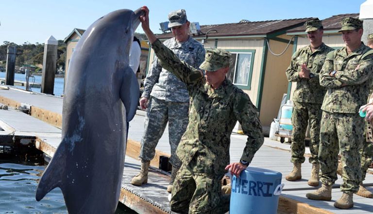 تدريب الدلافين القتالية في الولايات المتحدة