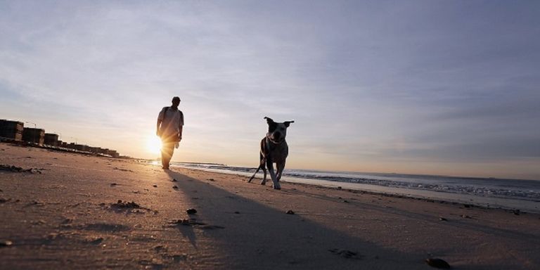 كلب يسير قرب أحد الشواطئ (أرشيفية)