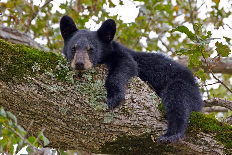 ماذا تعرف عن صغار الحيوانات؟