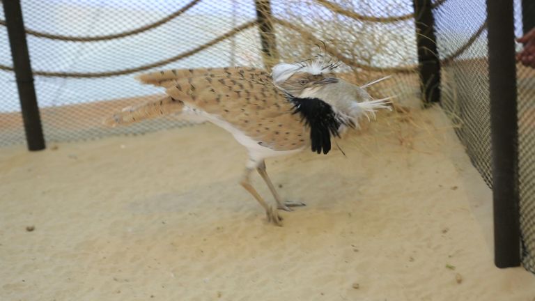 فعاليات الدورة الـ (14) من المعرض الدولي للصيد والفروسية (أبوظبي 2016)