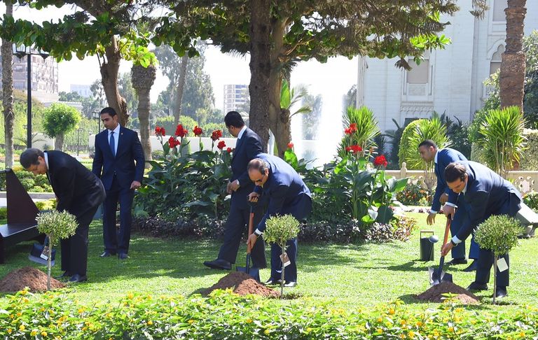 الرئيس السيسي أثناء غرس شجرة زيتون في قصر الاتحادية