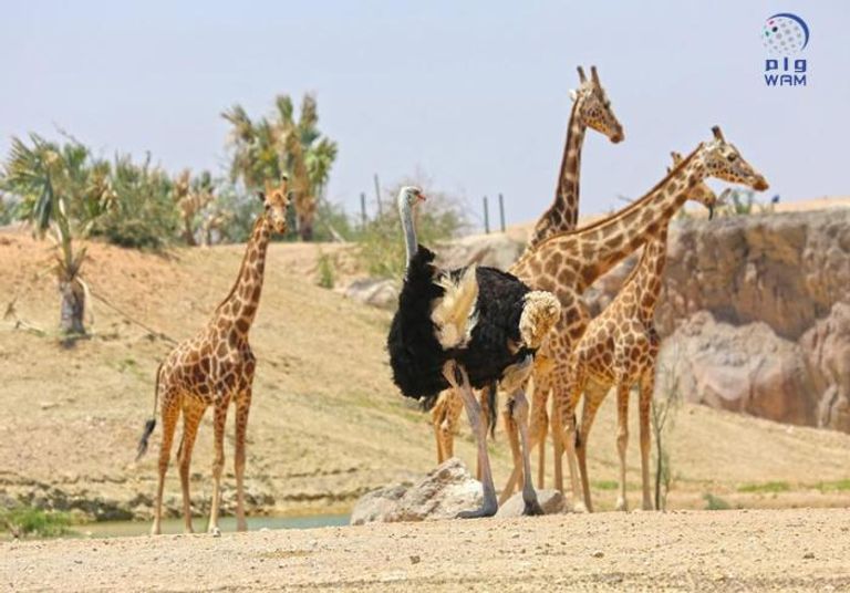 الشيخ محمد بن زايد آل نهيان يترأس اجتماع المجلس التنفيذي لإمارة أبوظبي