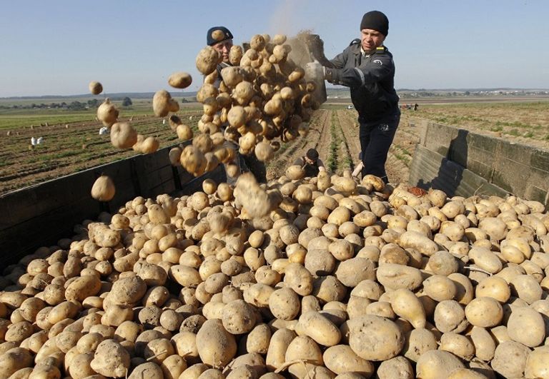 البطاطس ثلث طعام الكوكب مهدر.