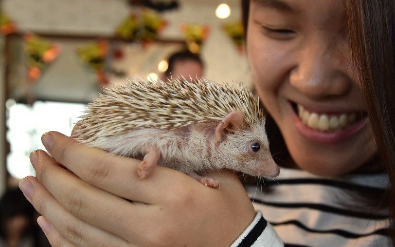 قنافذ داخل صندوق زجاجي بأحد المقاهي في طوكيو (أ ف ب)