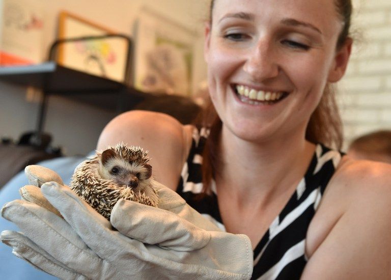 قنافذ داخل صندوق زجاجي بأحد المقاهي في طوكيو (أ ف ب)