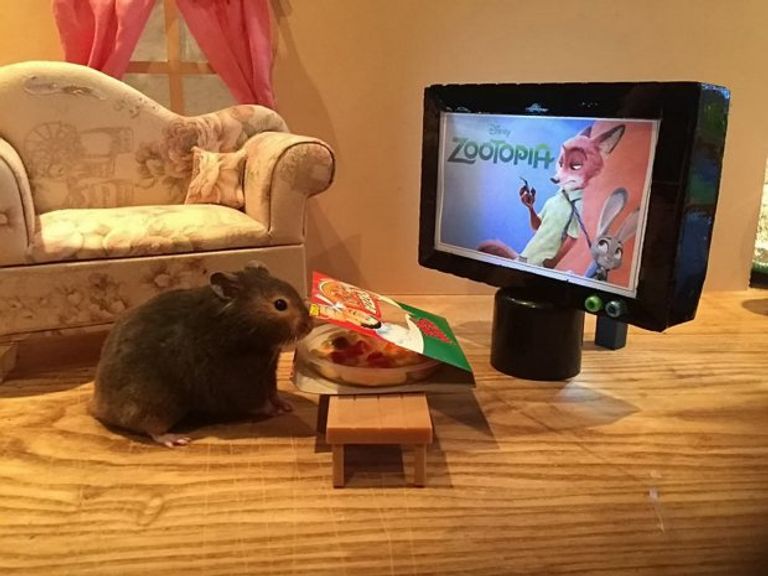 هل جربتم لعب البلياردو مع الفئران؟