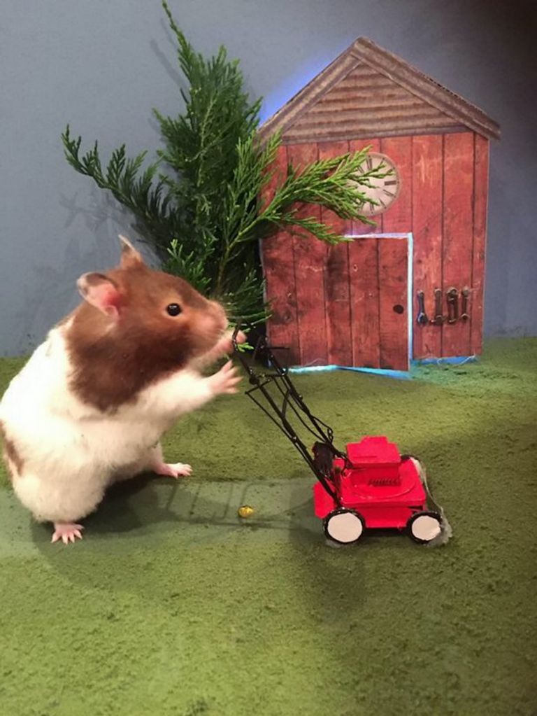 هل جربتم لعب البلياردو مع الفئران؟