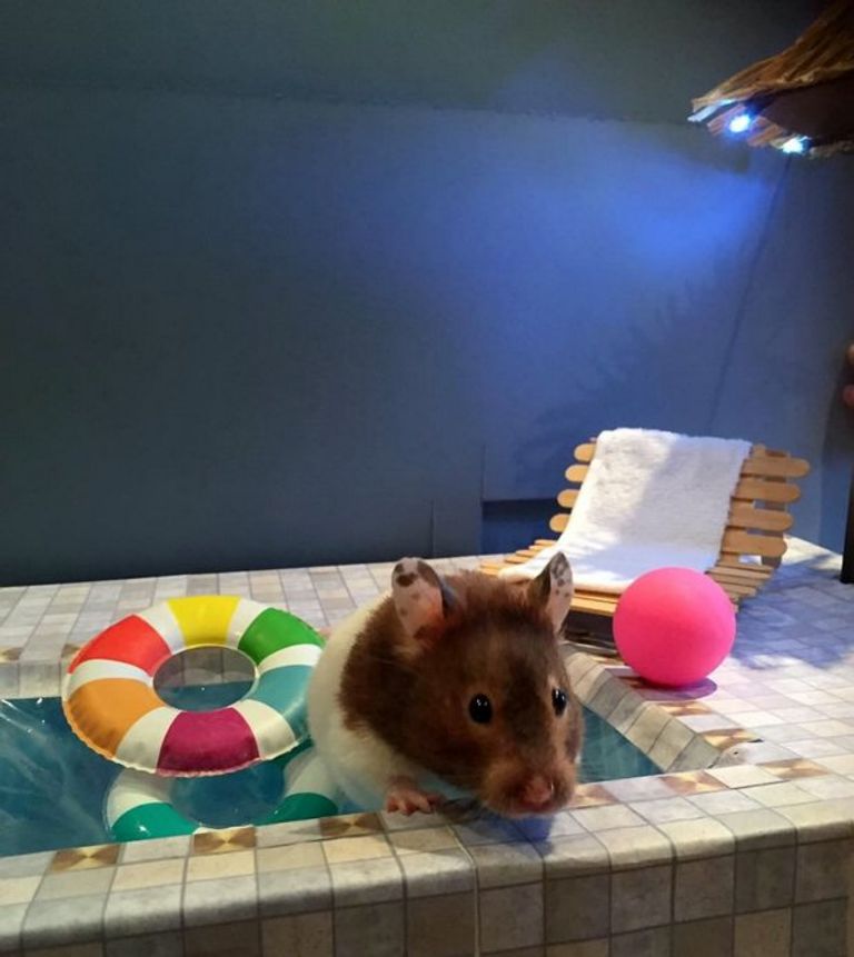 هل جربتم لعب البلياردو مع الفئران؟