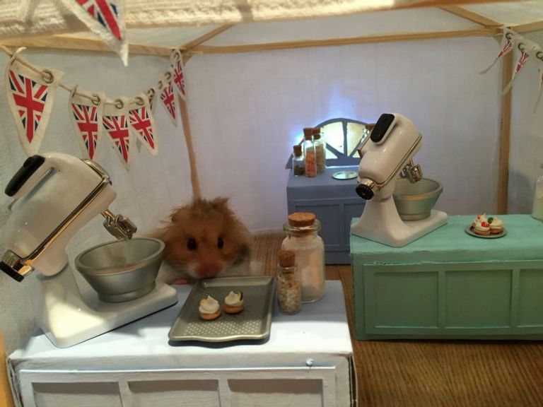 هل جربتم لعب البلياردو مع الفئران؟