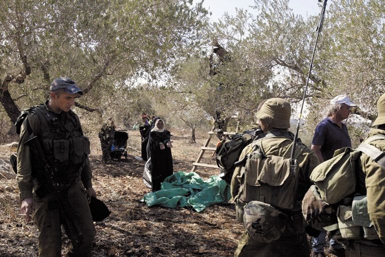 اعتداءات الاحتلال والمستوطنين على المزارعين لا تنتهي (صورة أرشيفية) سيدة فلسطينية تقطف ثمار الزيتون (صورة أرشيفية)