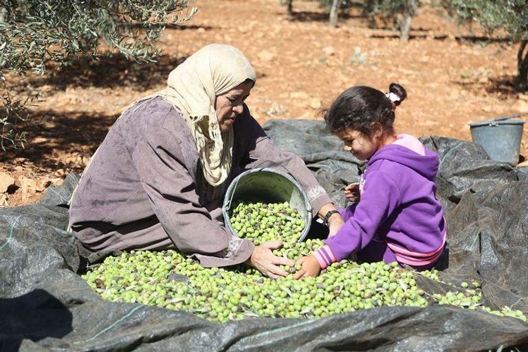 زيتون فلسطين من أجود أنواع الزيتون سيدة فلسطينية تقطف ثمار الزيتون (صورة أرشيفية)