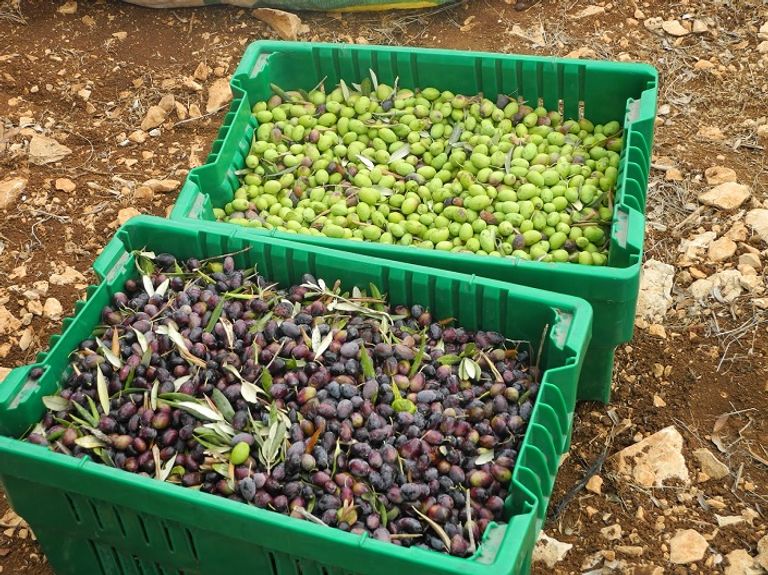 زيتون فلسطين سيدة فلسطينية تقطف ثمار الزيتون (صورة أرشيفية)