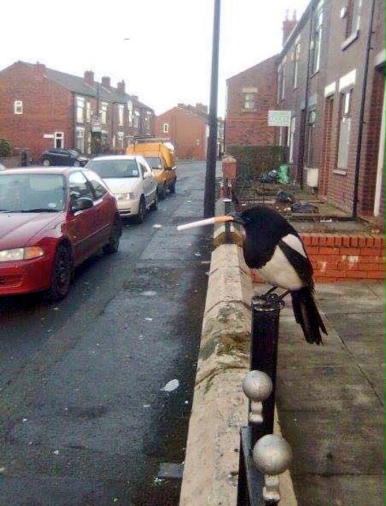 الحلزون المدخن