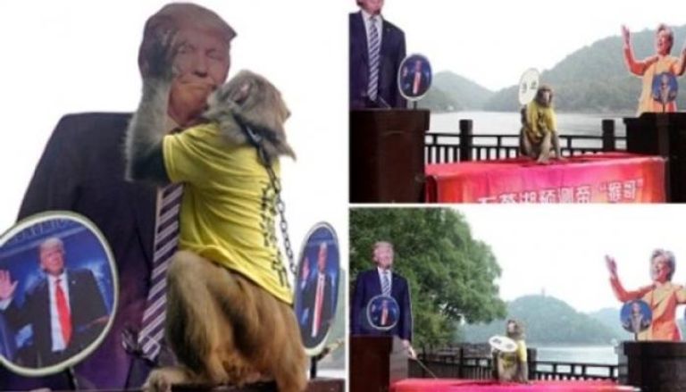 القرد الصيني يختار الفائز بانتخابات الرئاسة الأمريكية