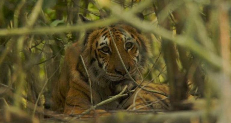 النمر بعد اصطياده