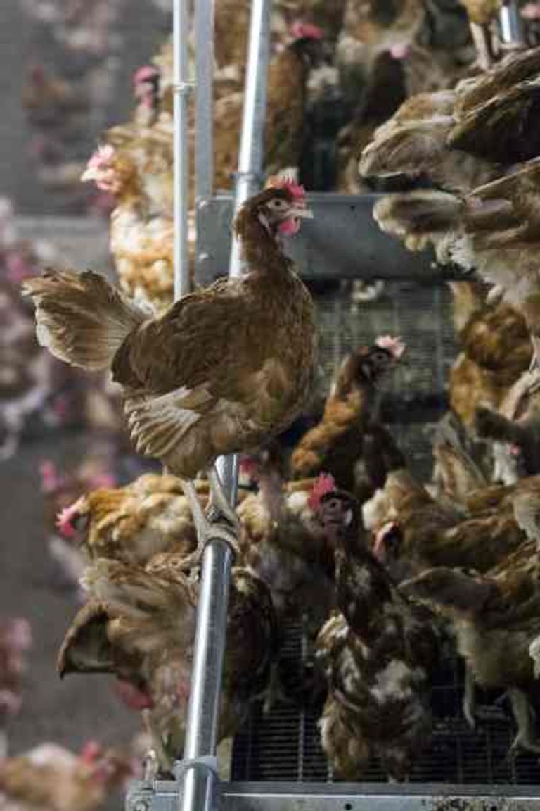 مزرعة للدواجن بالنمسا 