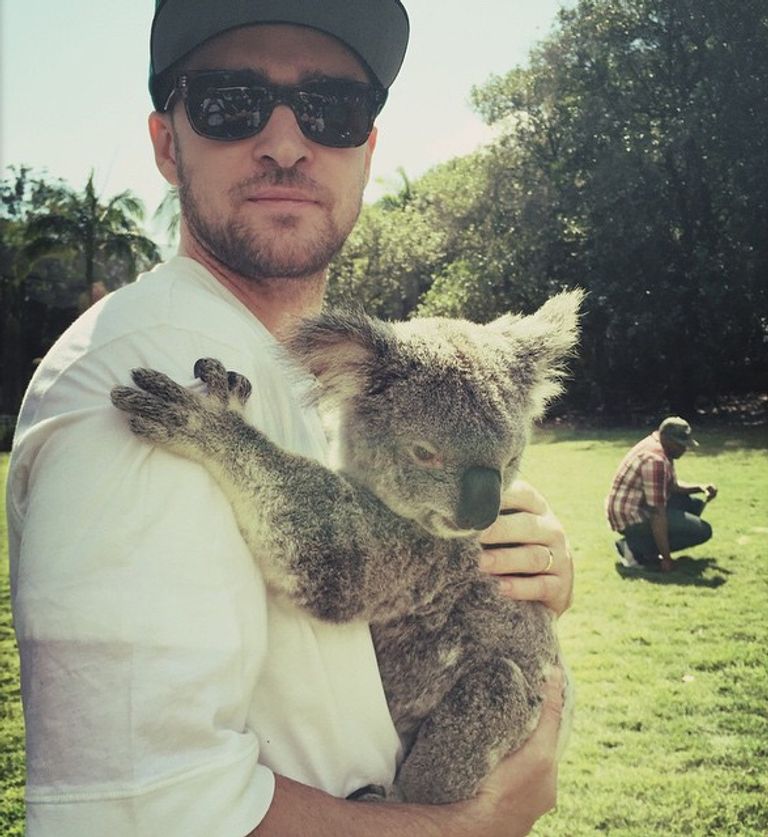 جستن تمبرليك يحمل حيوان الكوالا