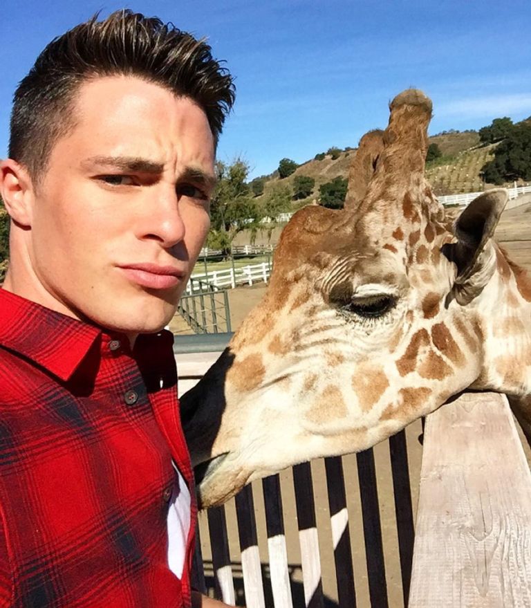 جستن تمبرليك يحمل حيوان الكوالا