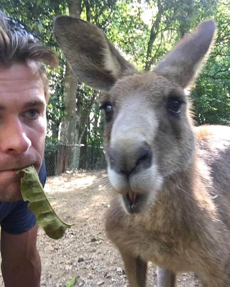 جستن تمبرليك يحمل حيوان الكوالا