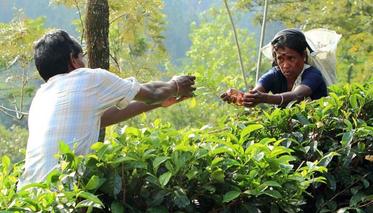 الشاي أحد أهم منتجات سريلانكا