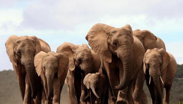 إناث الفيلة تمرر جينات غياب الأنياب