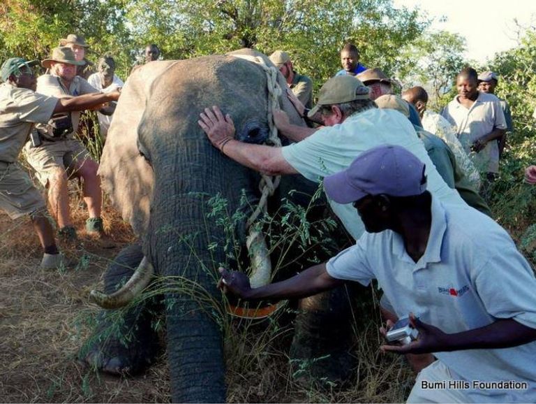 إناث الفيلة تمرر جينات غياب الأنياب