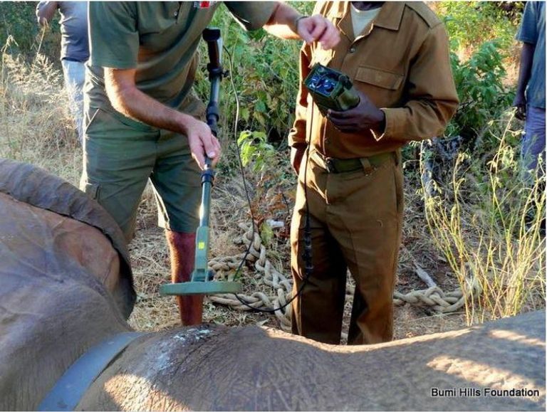 إناث الفيلة تمرر جينات غياب الأنياب