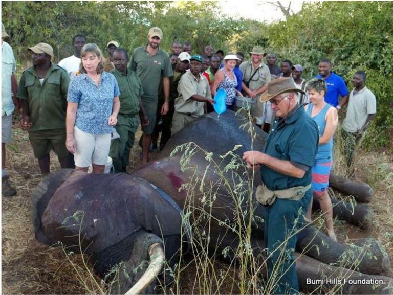 إناث الفيلة تمرر جينات غياب الأنياب