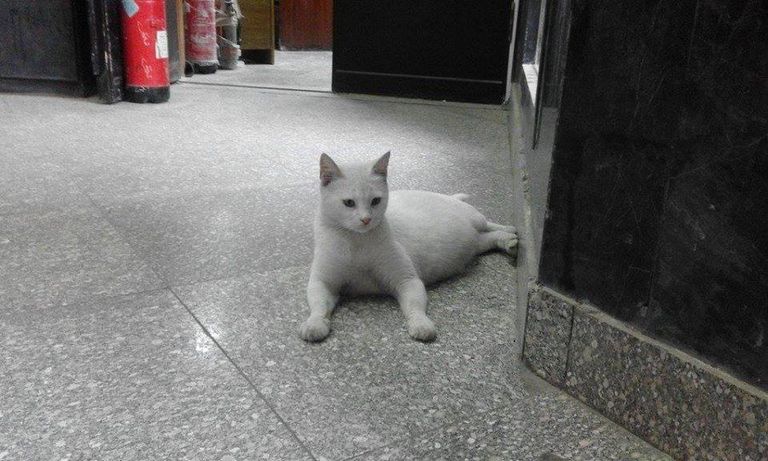 مقر كلية الإعلام جامعة القاهرة