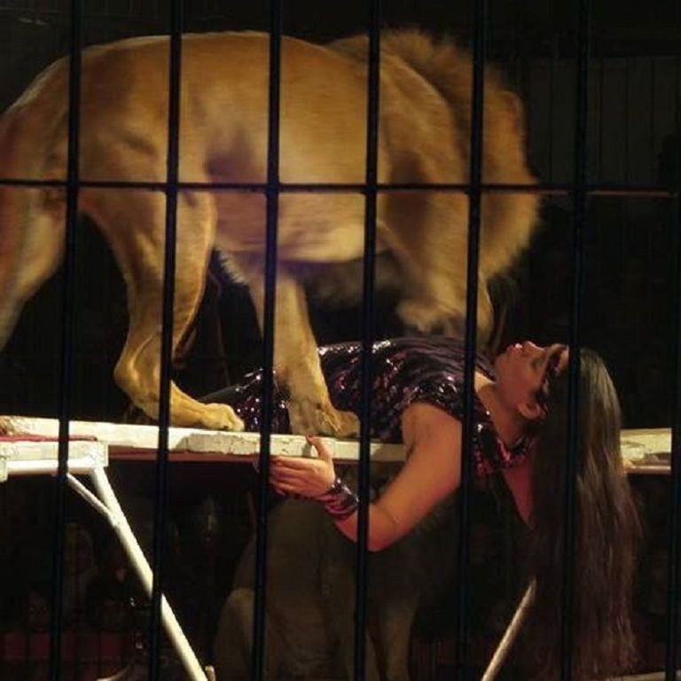 ضحية الأسد بالإسكندرية