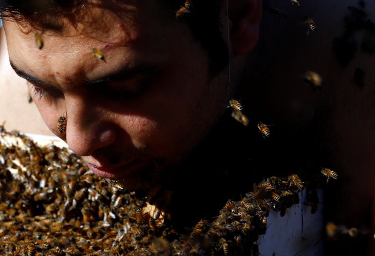 محمد هجرس مع لحية من النحل
