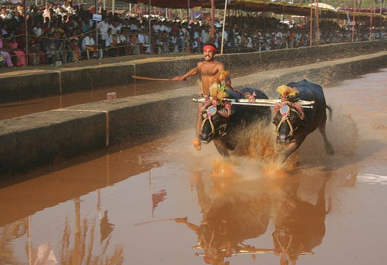 جانب من السباق