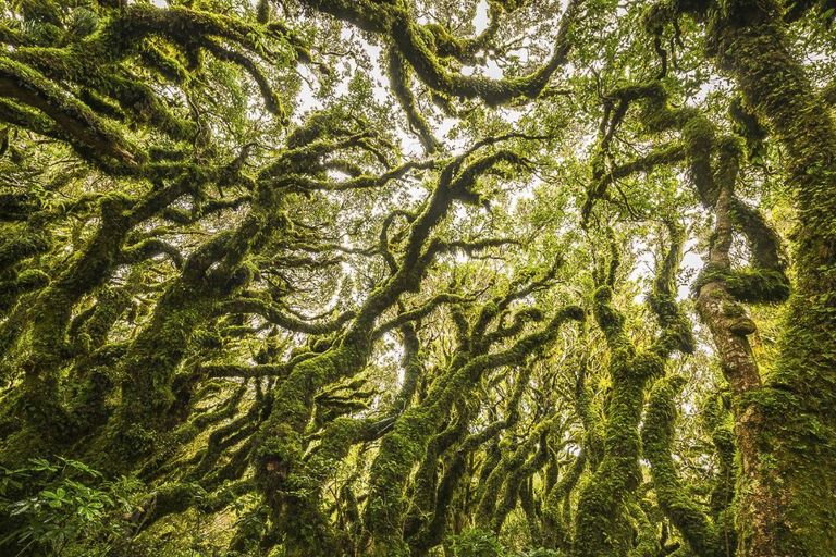 أغرب وأجمل الغابات حول العالم